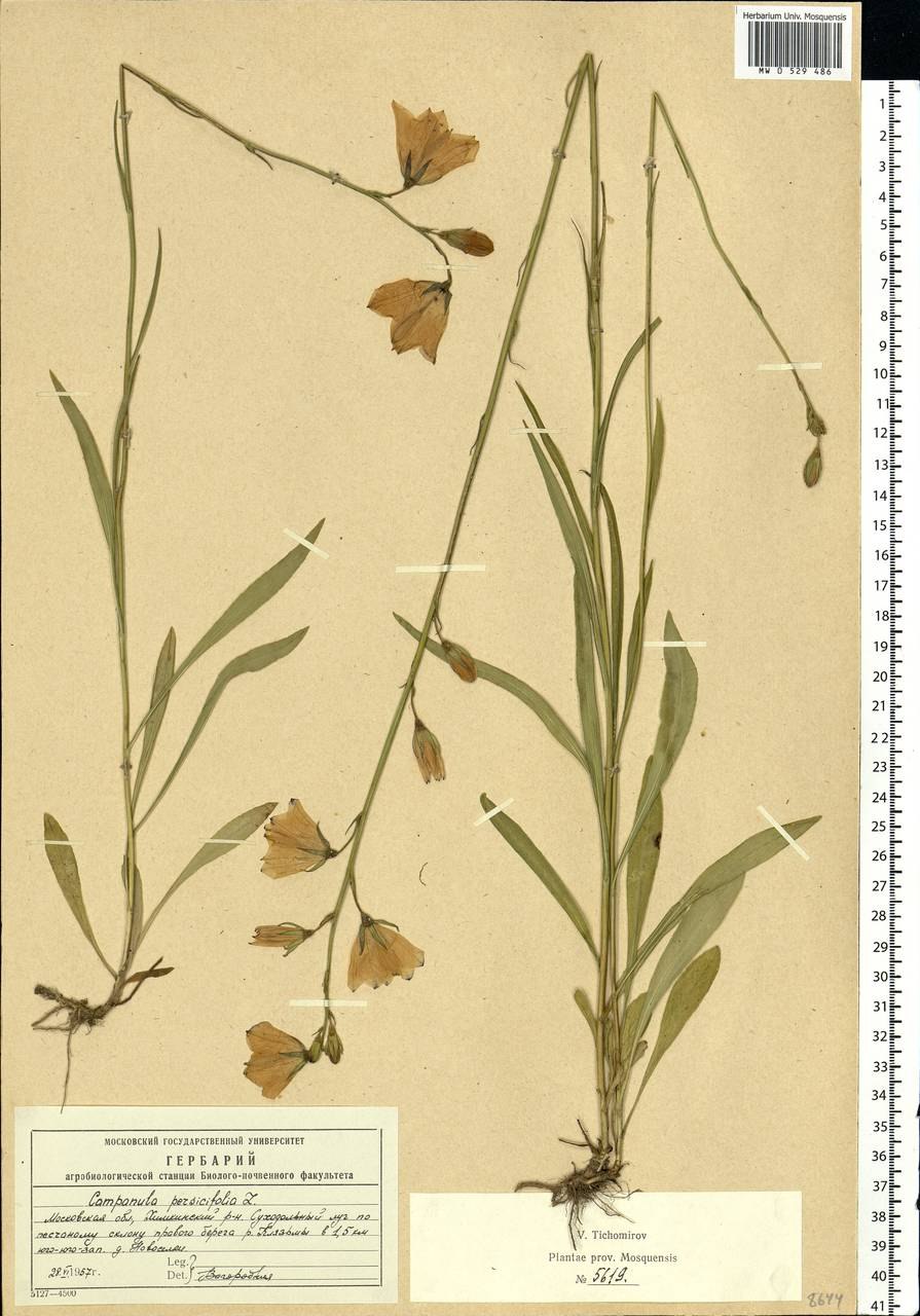 Types of Leaf venation