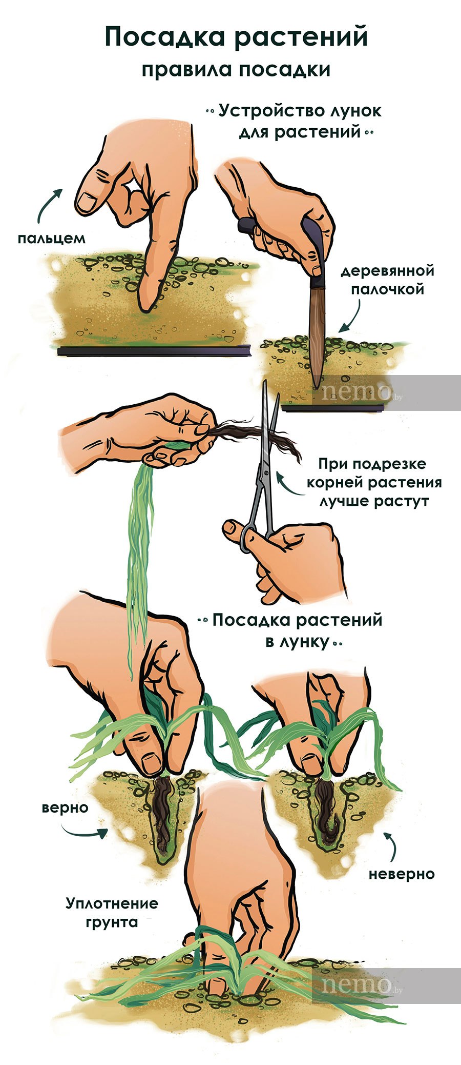 Аквариумные растения каталог