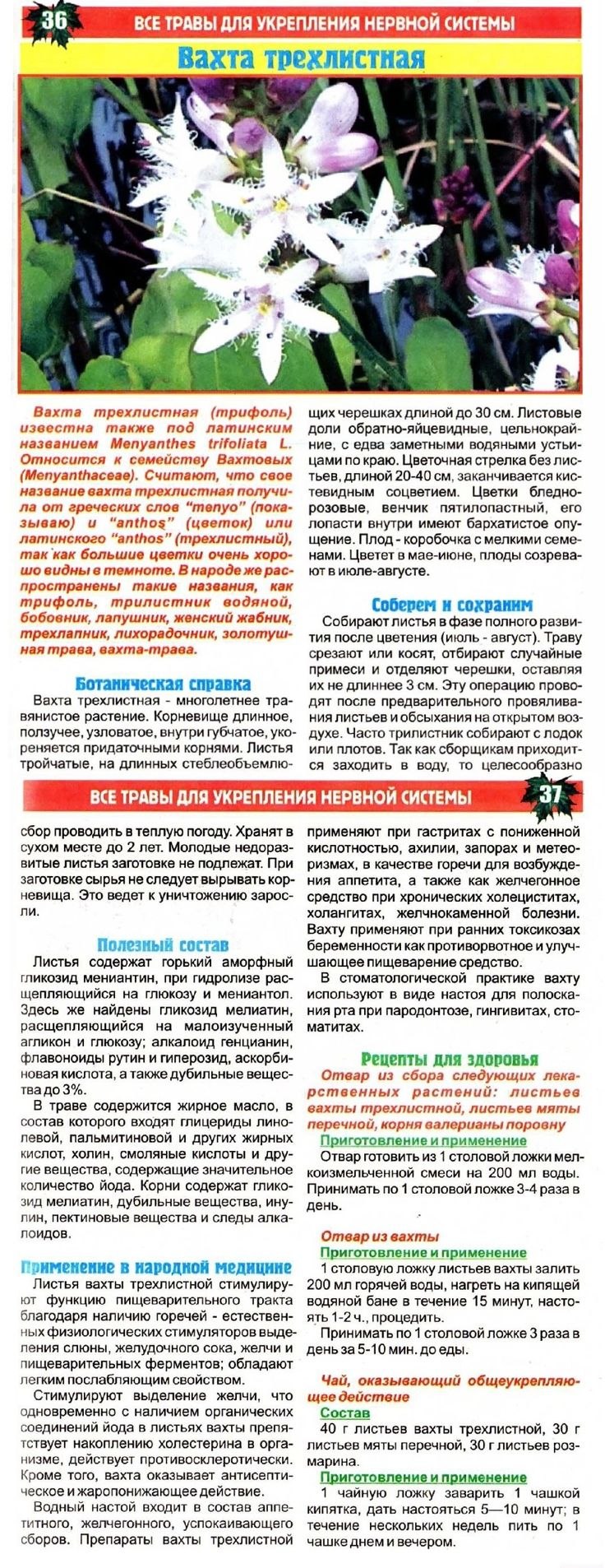Трифоль вахта трехлистная