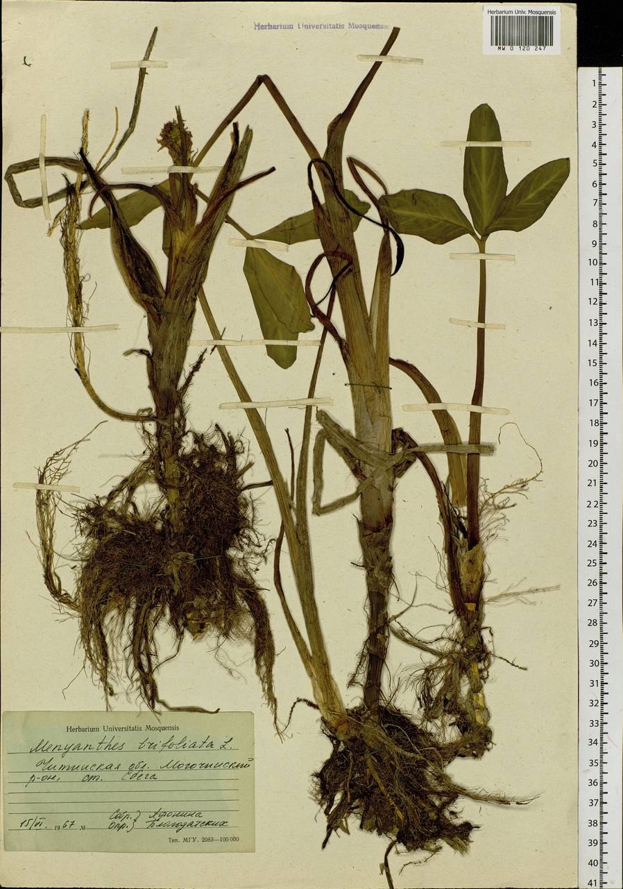 Вахту (Menyanthes trifoliata