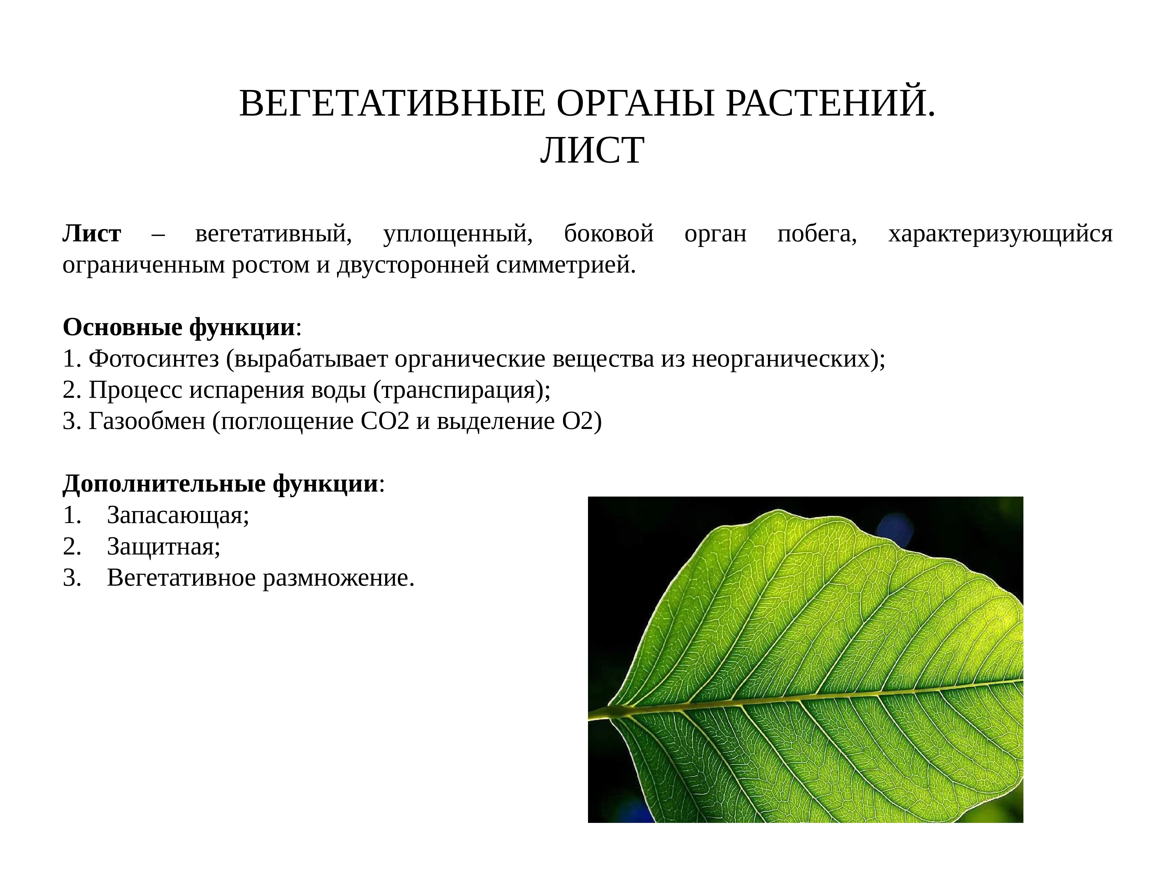 Функции листа 5. Вегетативные органы листьев. Вегетативное строение листа. Функции листа у растений 6 класс. Функции листа 1. фотосинтез-это.