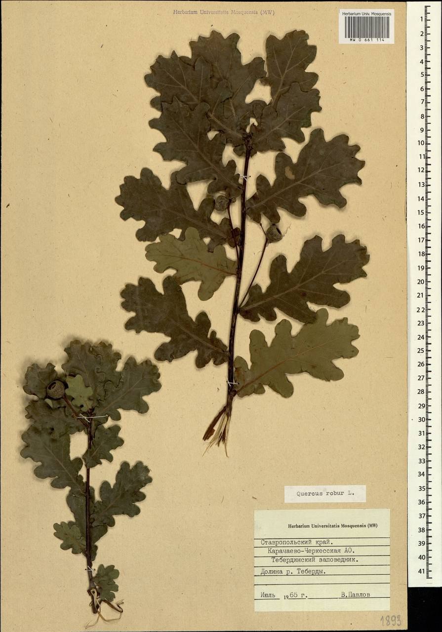 Дуб черешчатый Quercus