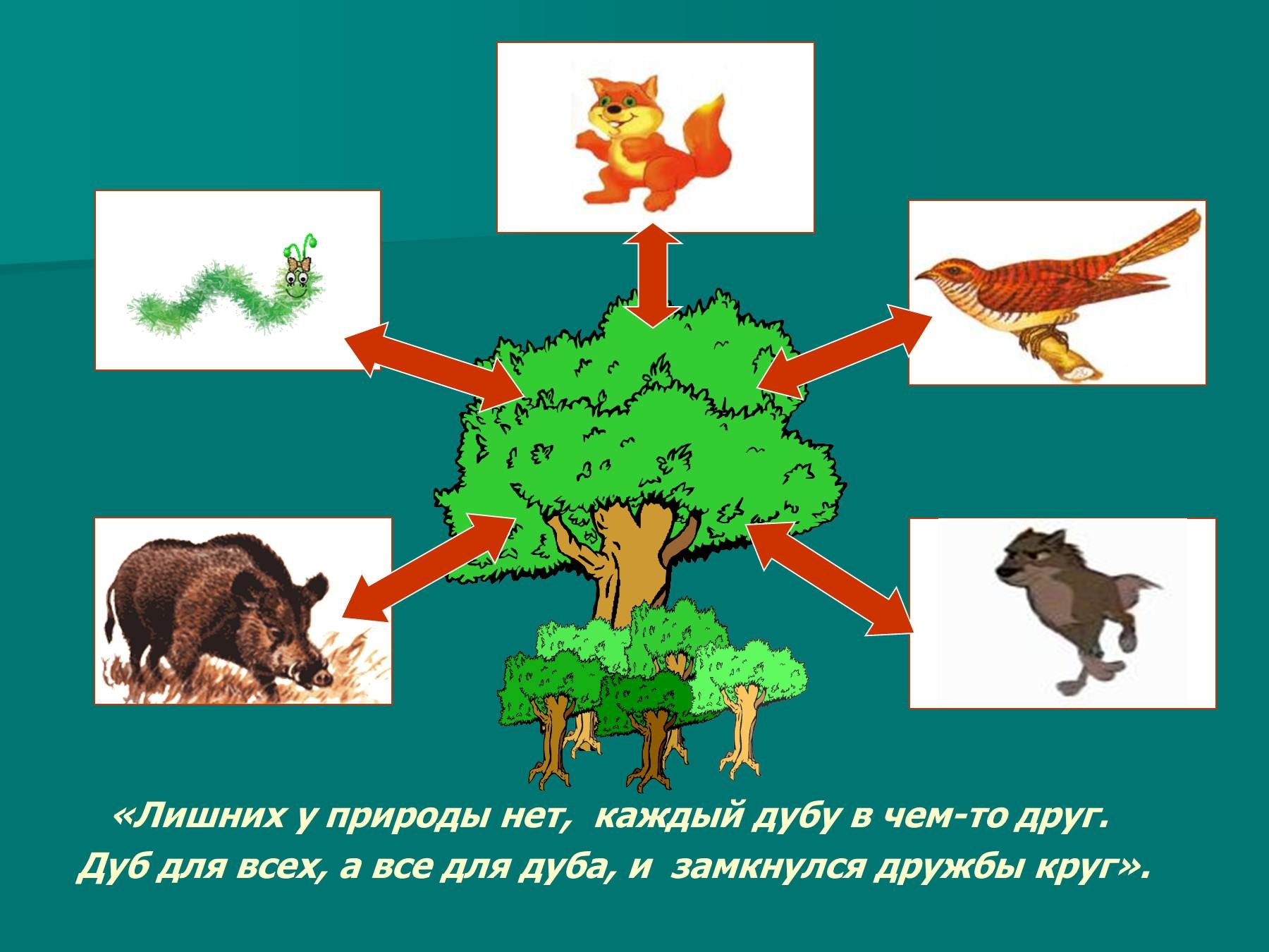 Цепь питания желуди. Взаимосвязи в природе. С кем дружит дуб. Картинка связь животных и природы. Схемы питания дуба.