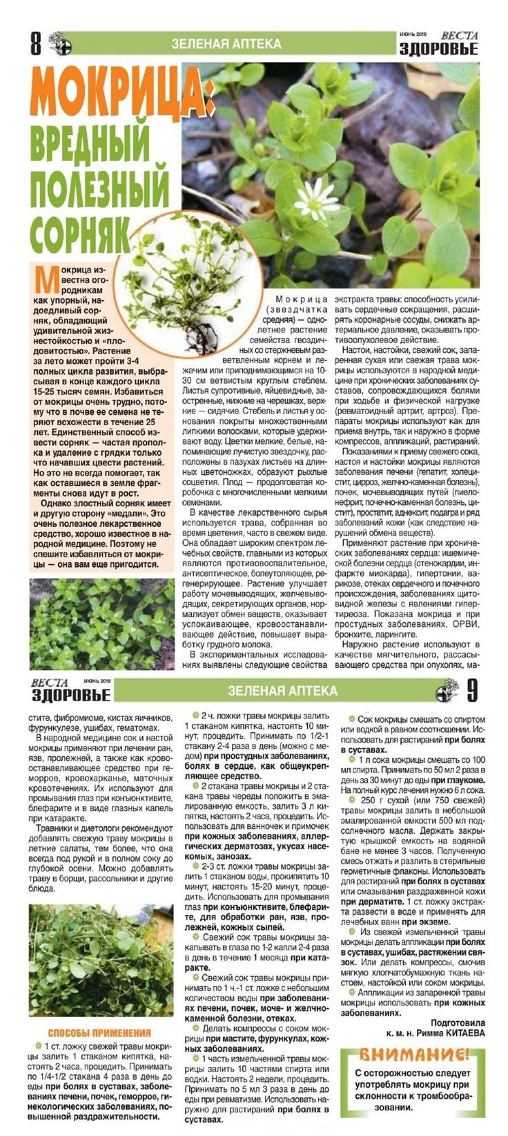 Мокрица трава лечебные