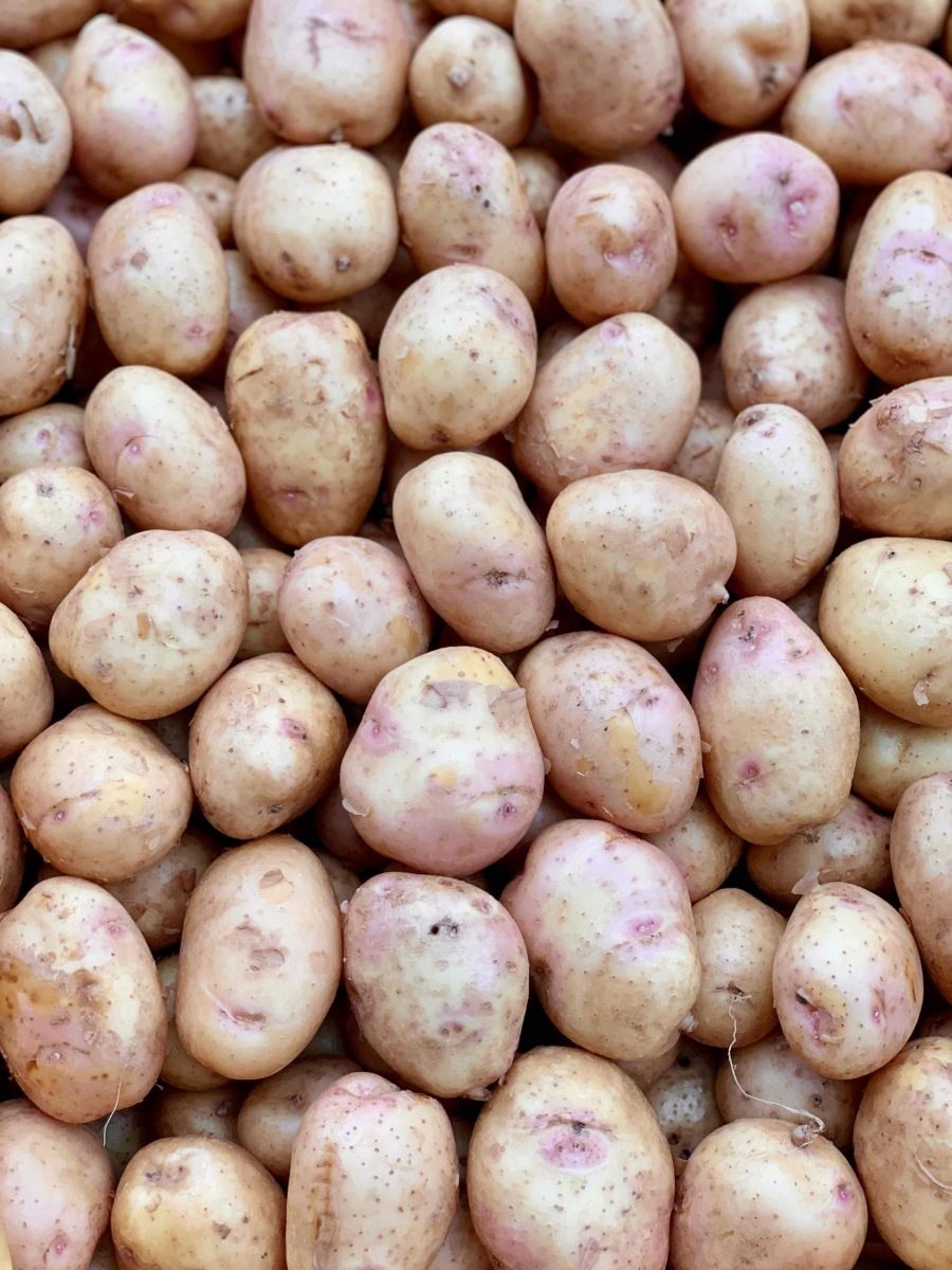 Сорт картофеля Зекура