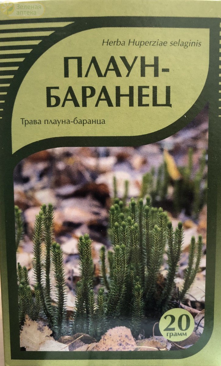 Плаун-Баранец гербарий