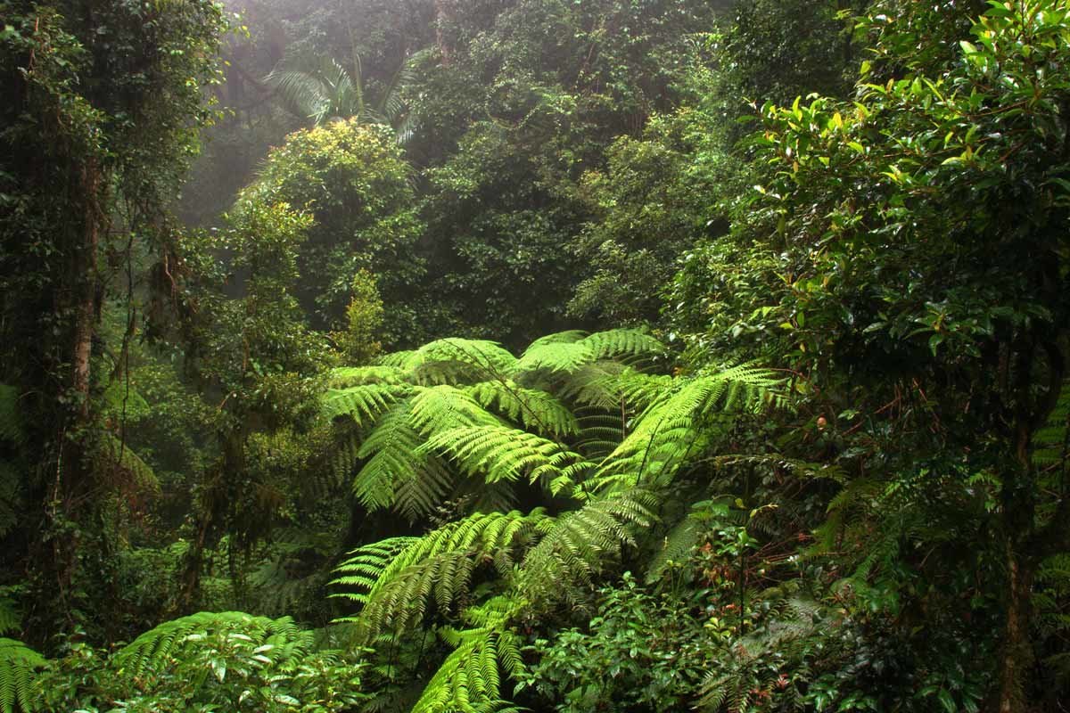 Зона влажных лесов австралии. Влажные листопадные тропические леса Африки. Вечнозеленые тропические леса Северной Америки. Вечнозеленые экваториальные леса Африки. Экваториальный лес Африки.