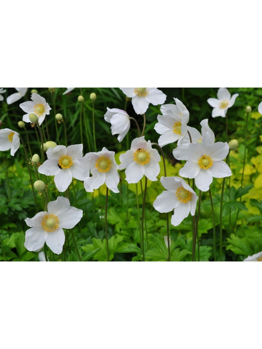 Анемона Дубравная Anemone Sylvestris