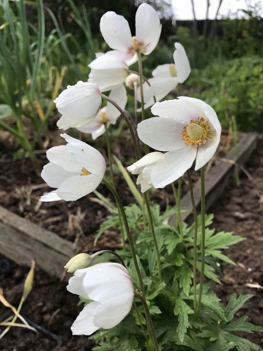 Ветреница Удинская — Anemone Udensis