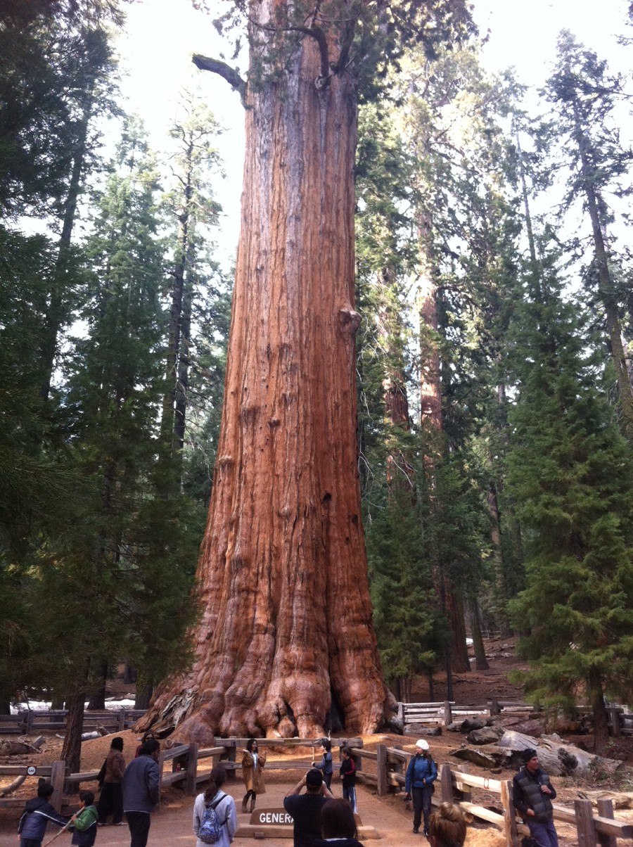 Деревья гиганты древности