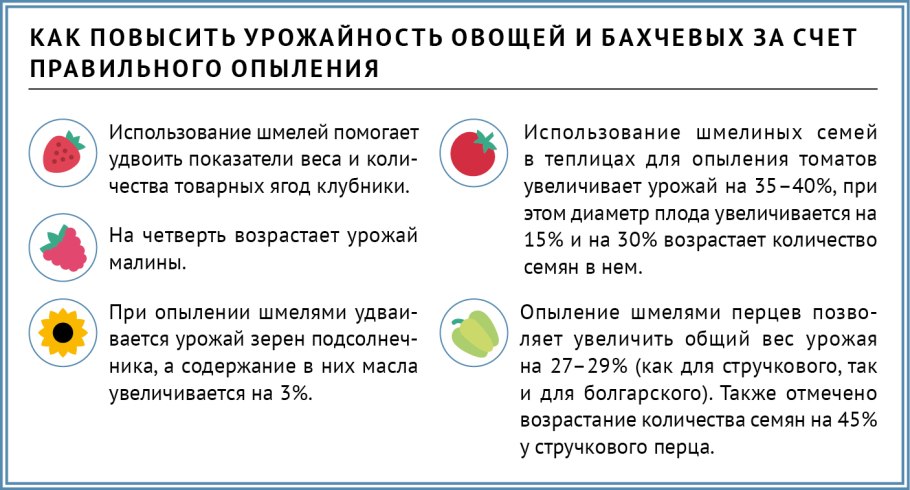 Препарат 36 с для опыления томатов