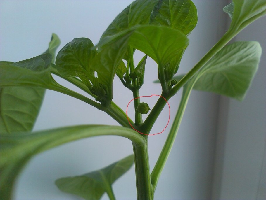 Что такое Королевский бутон на перце