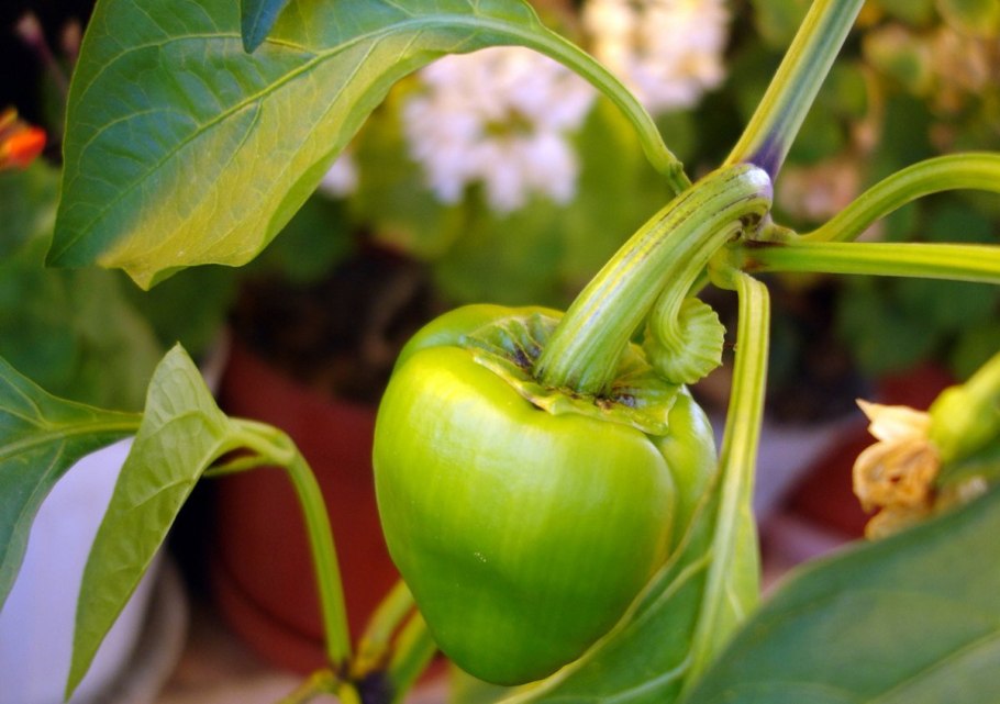 Перец сладкий Лиана