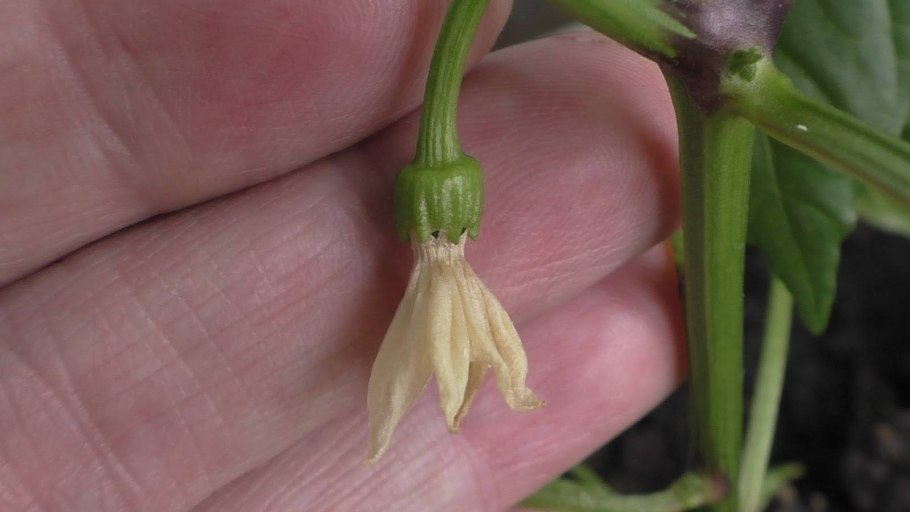 Завязь для перцев