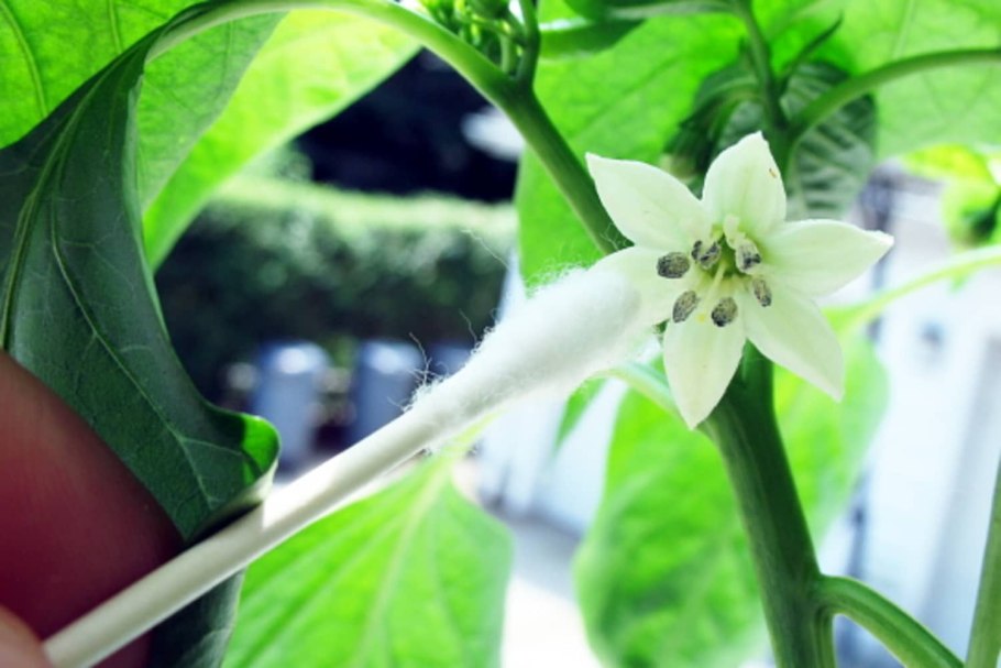 Перец самоопыляющийся