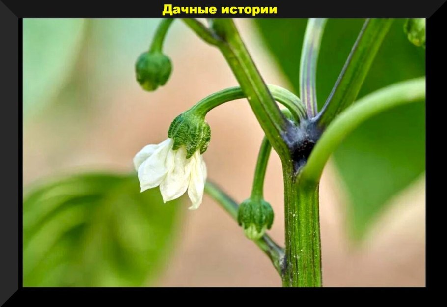 Завязь болгарского перца