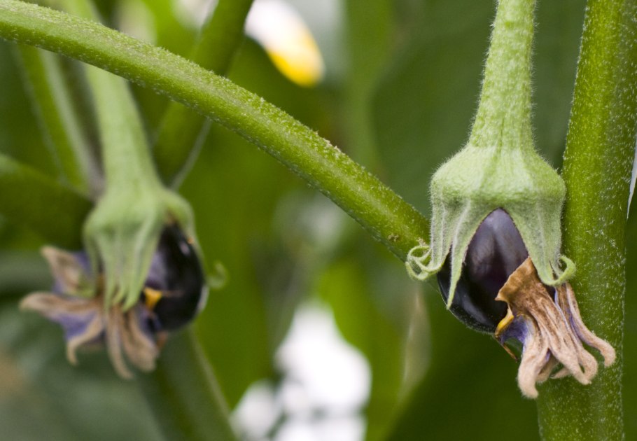 Пустоцветы на баклажанах