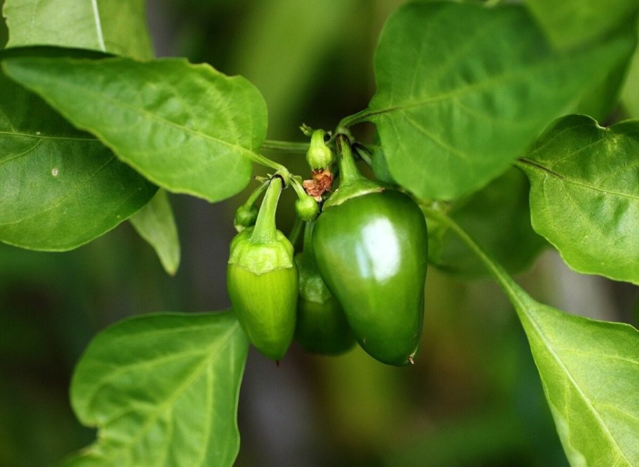 Болгарский перец завязи перца