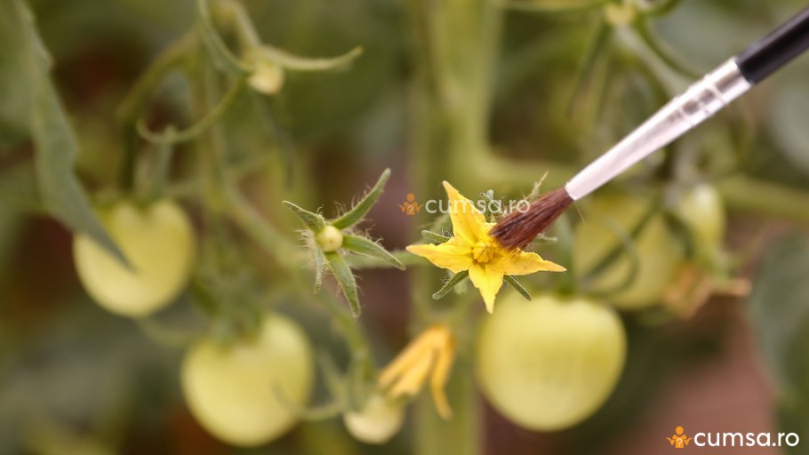 Цветок томата опыление