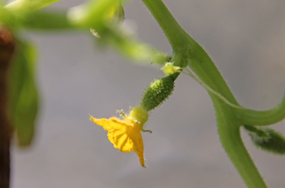 Искусственное опыление тыквы