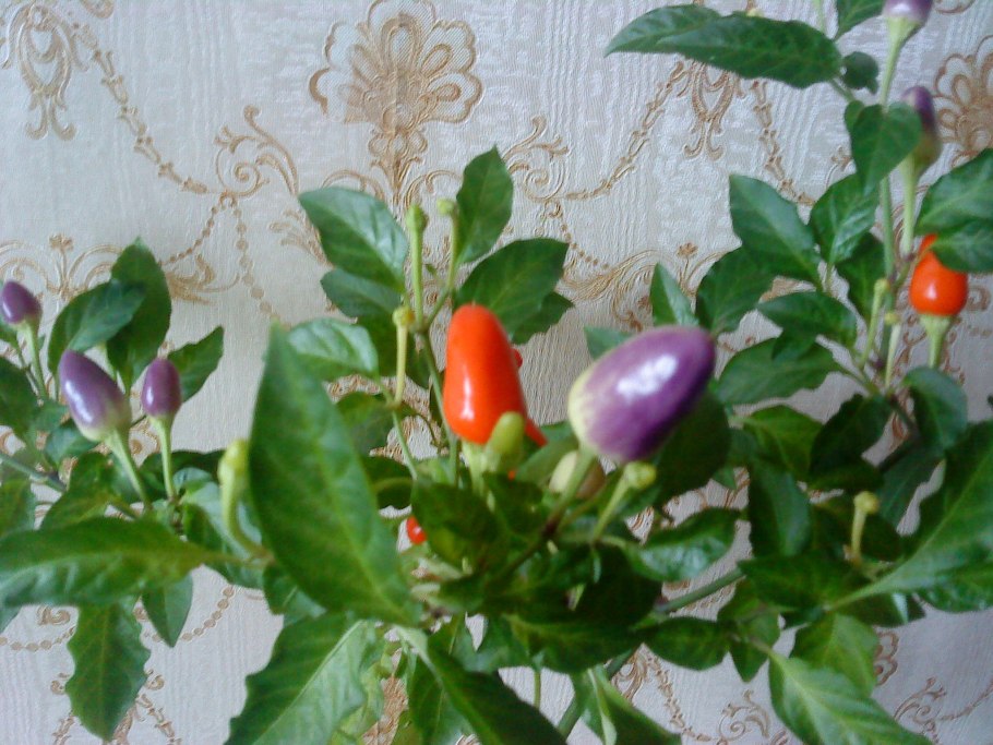 Паслен декоративный перец