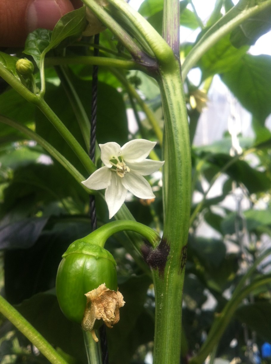 Завязь болгарского перца