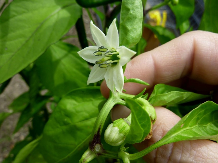 Завязь болгарского перца