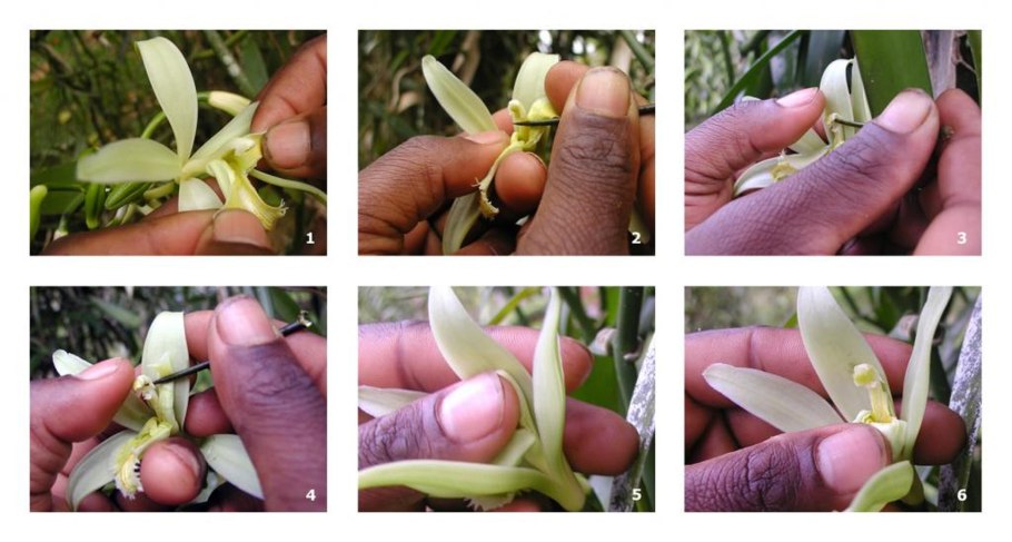 Vanilla planifolia pollination