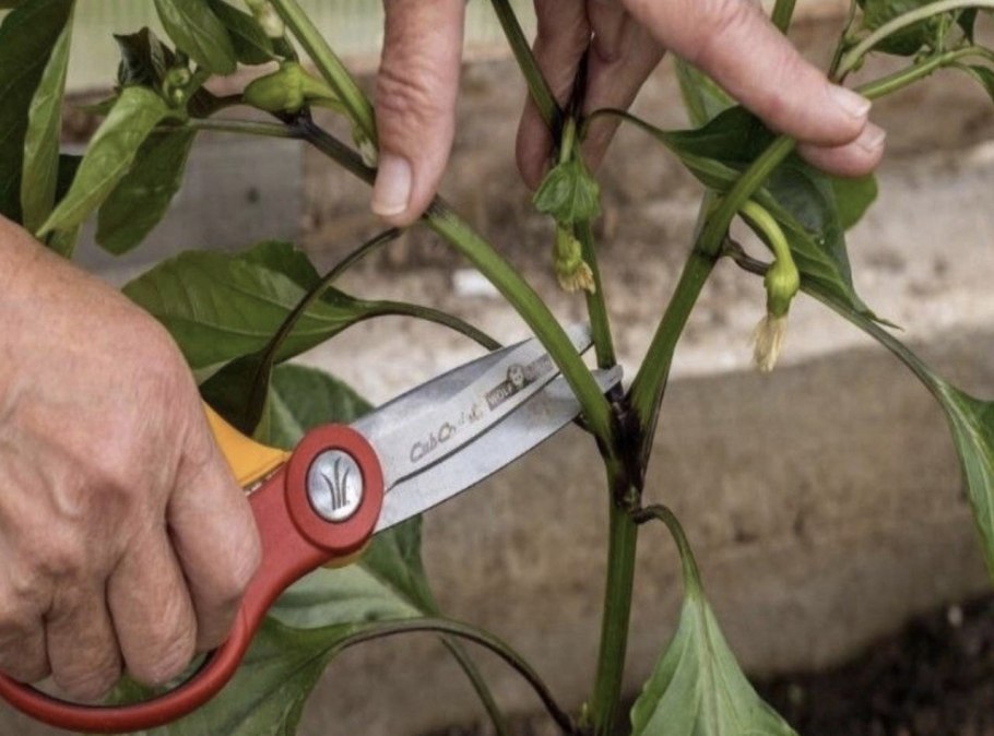 Пасынкование перца
