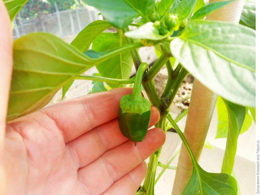 Завязь болгарского перца