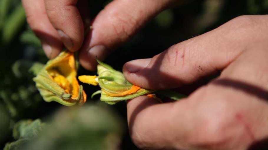 Космический перец на МКС зацвел