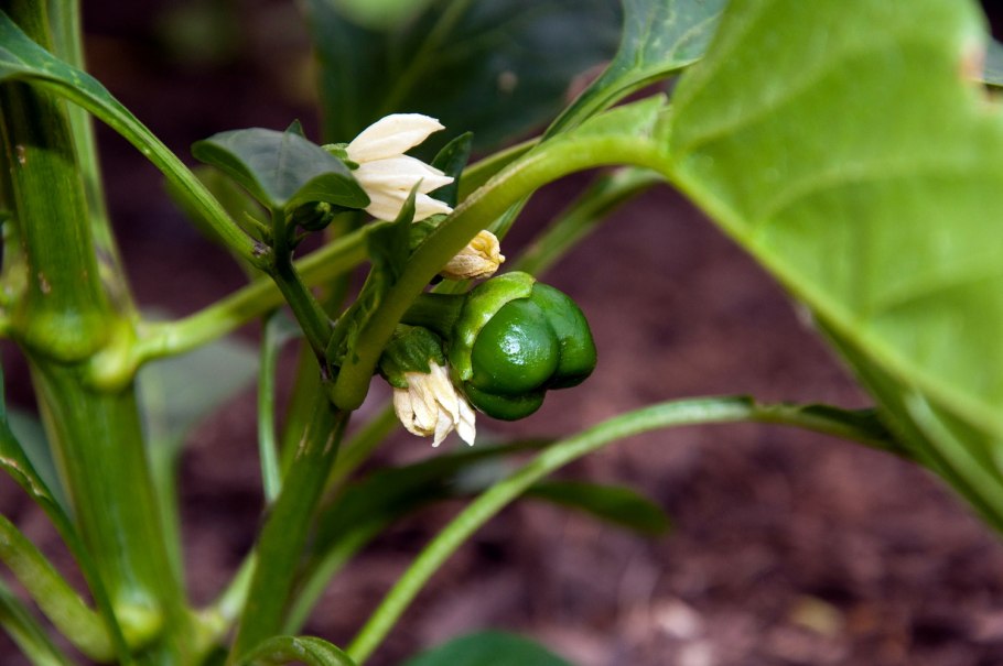 Завязь болгарского перца