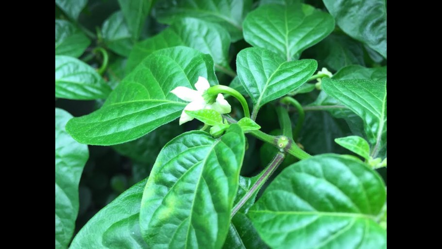 Как дома опыля́ть перец