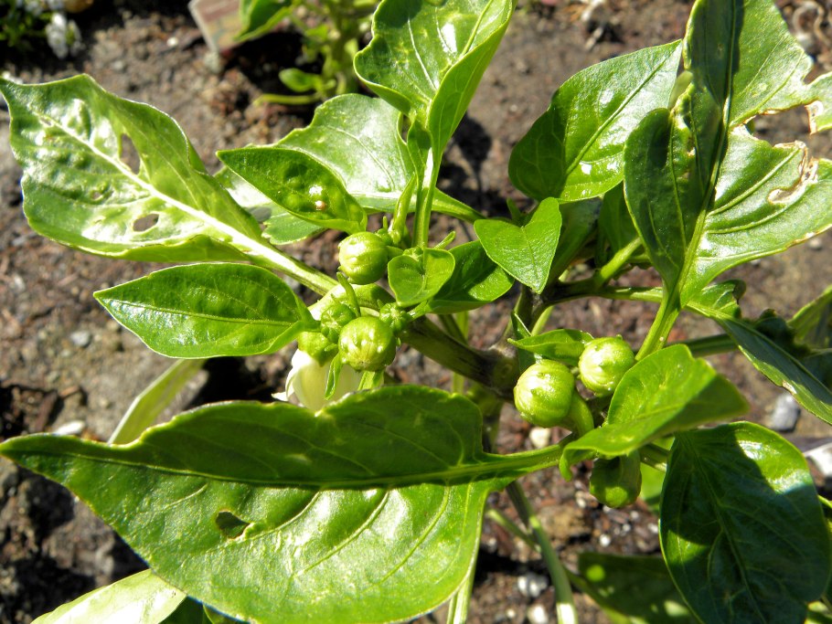 Завязь болгарского перца