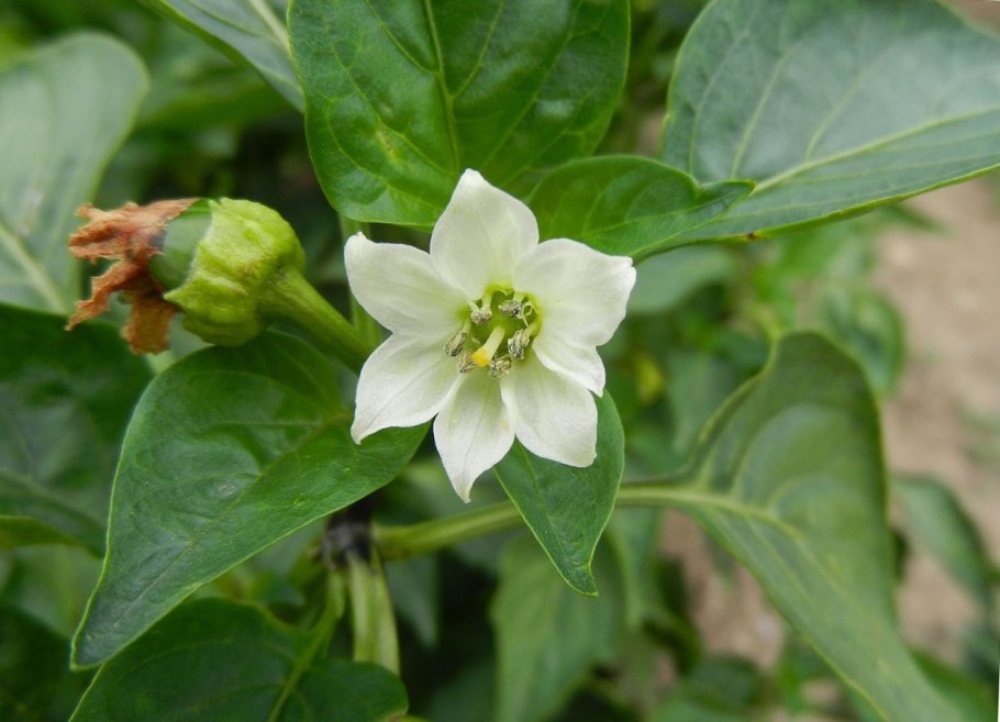 Завязь болгарского перца