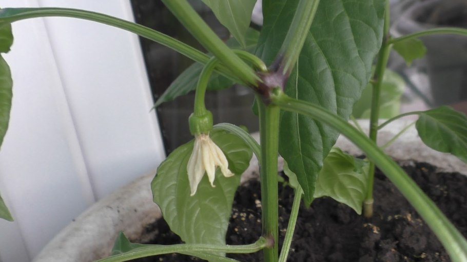 Строение пыльцы покрытосеменных