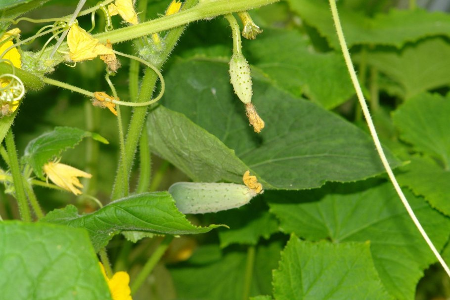 Завязи огурцов пустоцветы