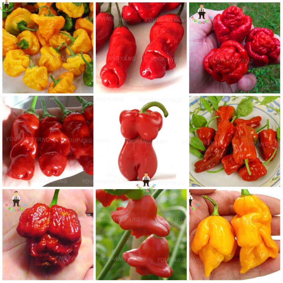 Бонсай острый перец