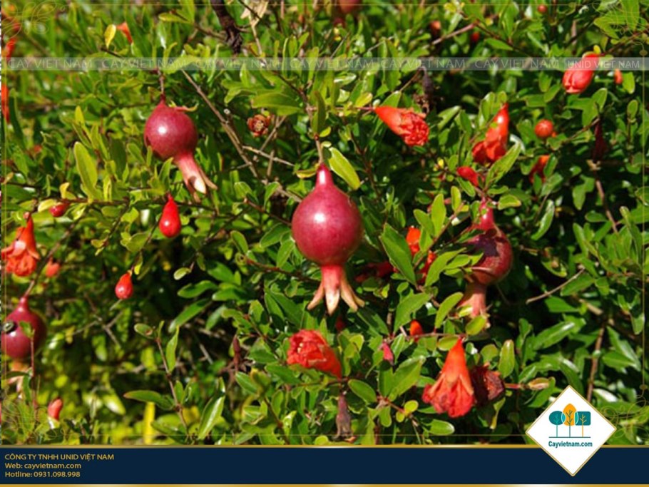 Гранат-Punica granatum Legrelliae