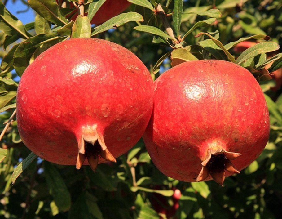 Бескостный гранат