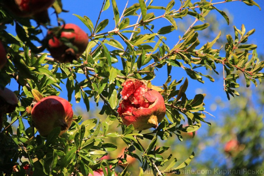 Гранат азиатский