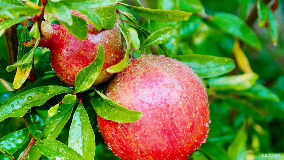 Листочки граната