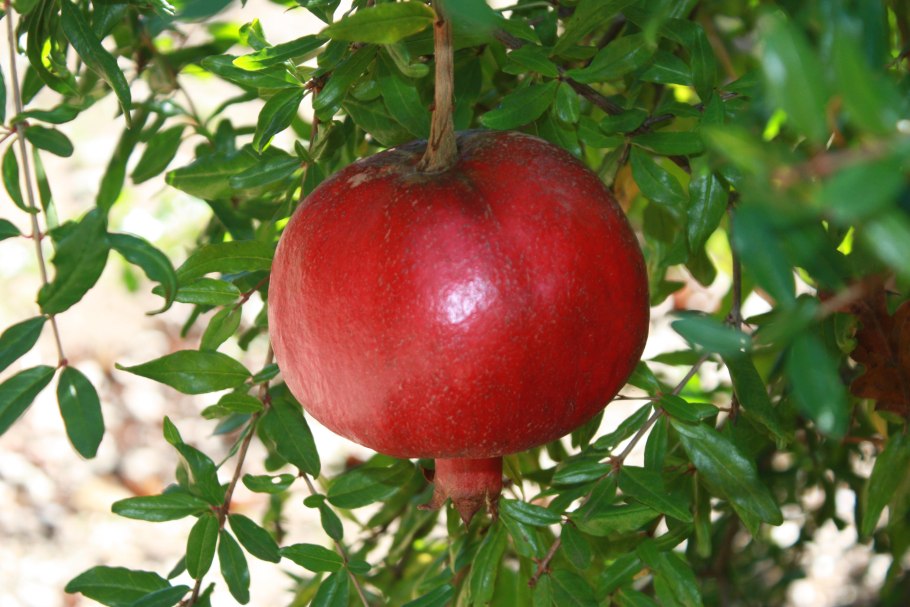 Punica granatum