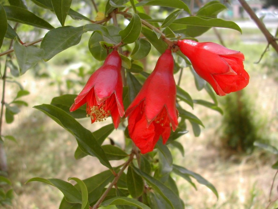 Гранат Никитский ранний