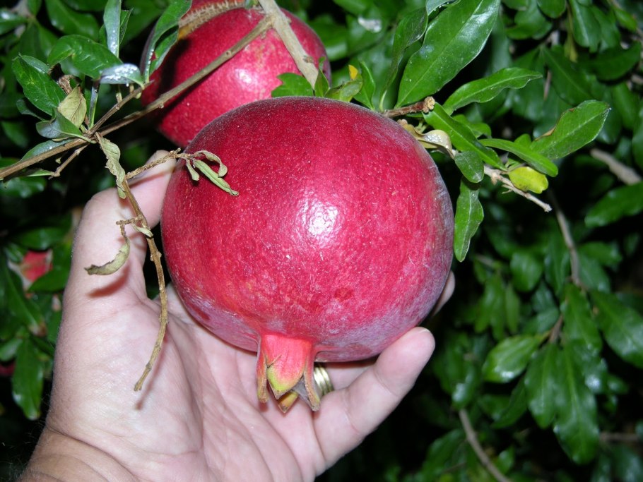 Гранат обыкновенный (сорт 'maxima rubra')