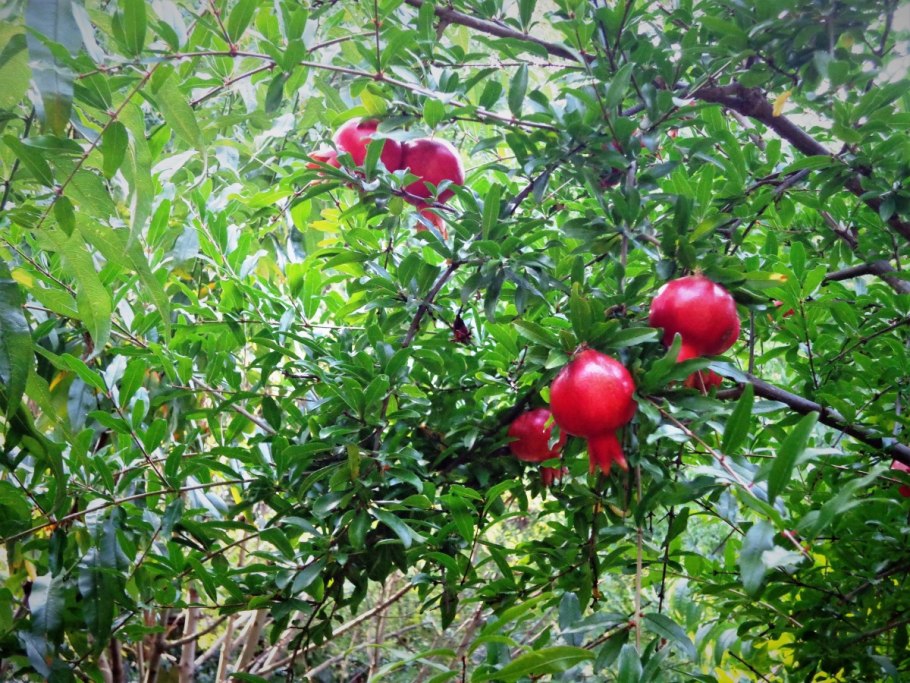 Гранат Гюлейша красная