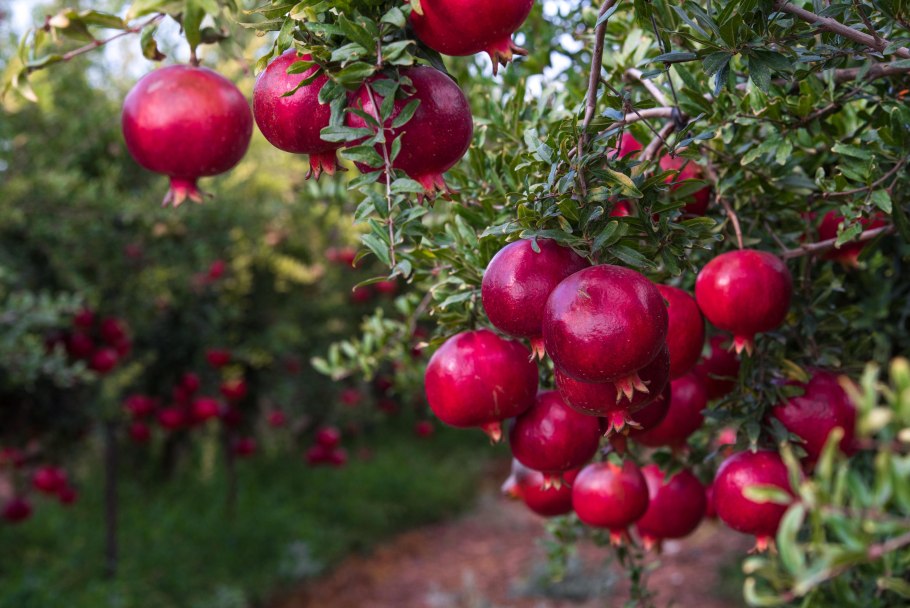 Гранат это соплодие