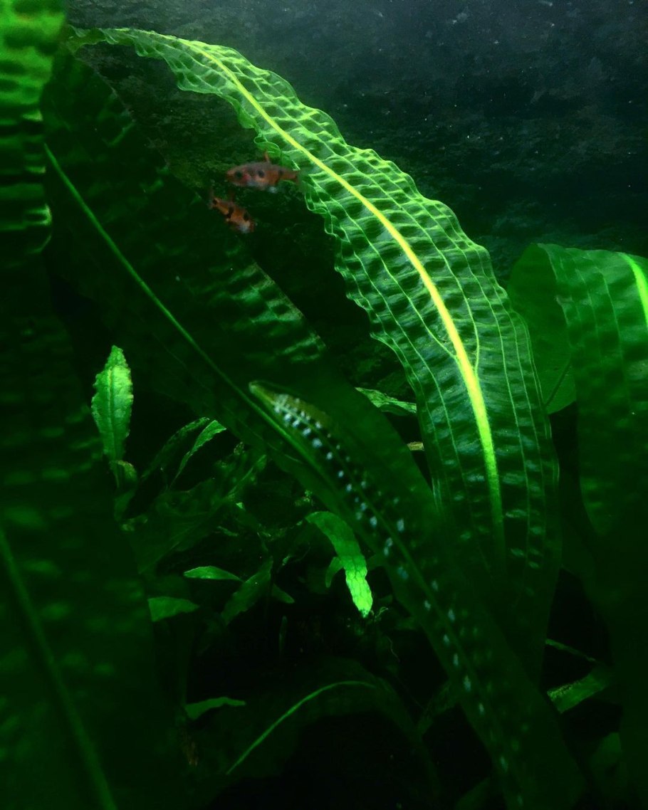 Апоногетон Капурони (одиночное растение)