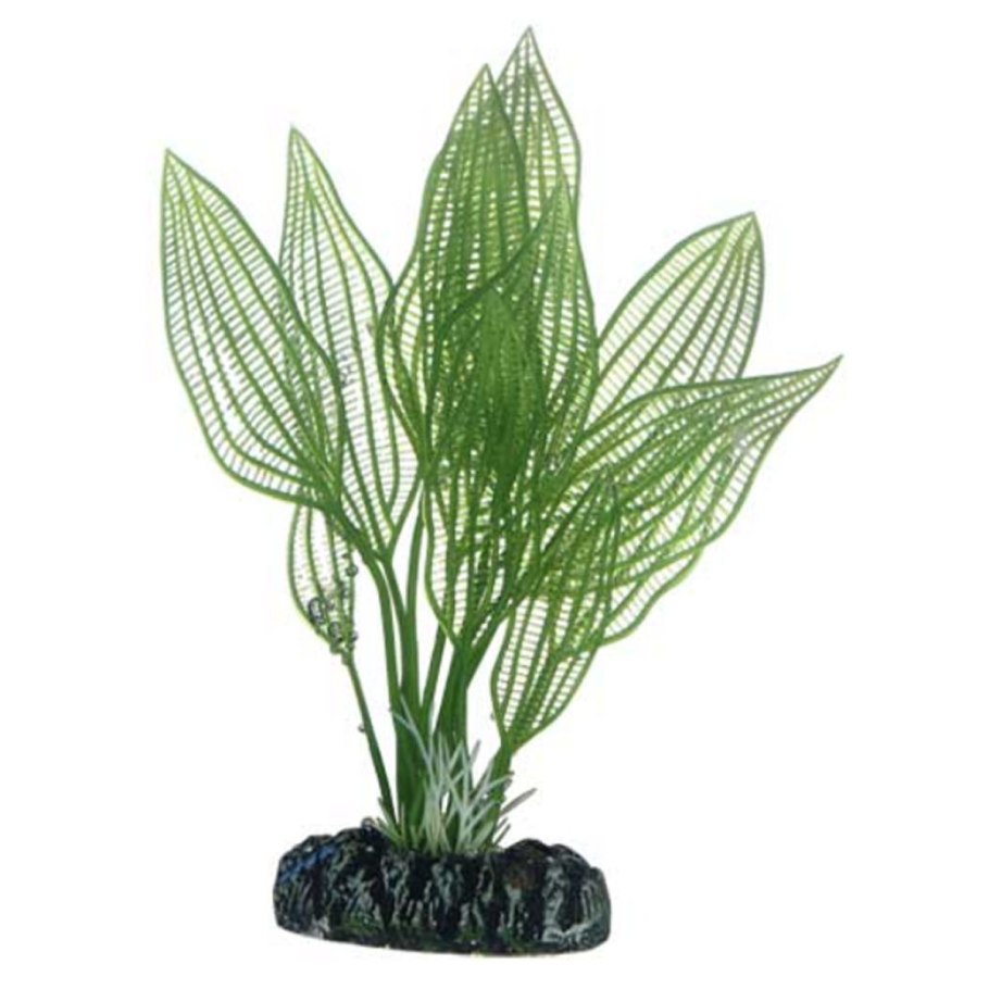 Апоногетон ульвацеус