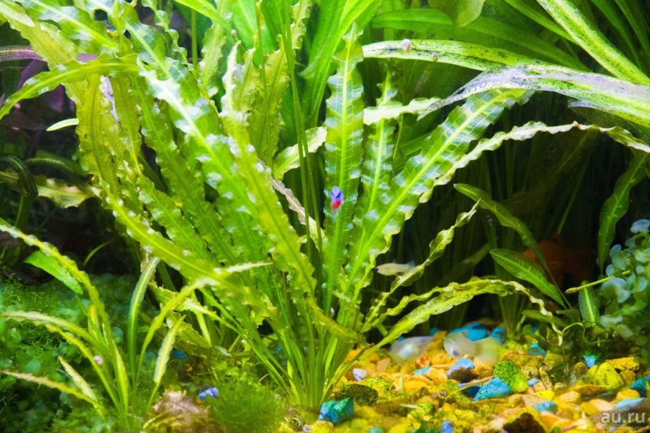 Эхинодорус Блехера (Echinodorus bleheri)*